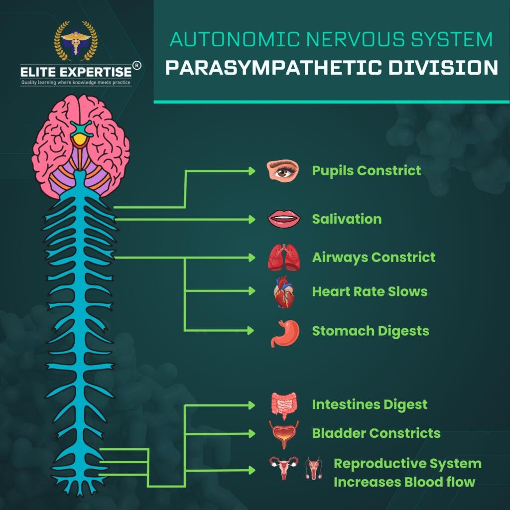 Autonomic Nervous System, Parasympathetic and sympathetic division