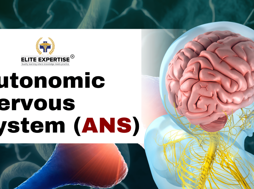 Autonomic Nervous System