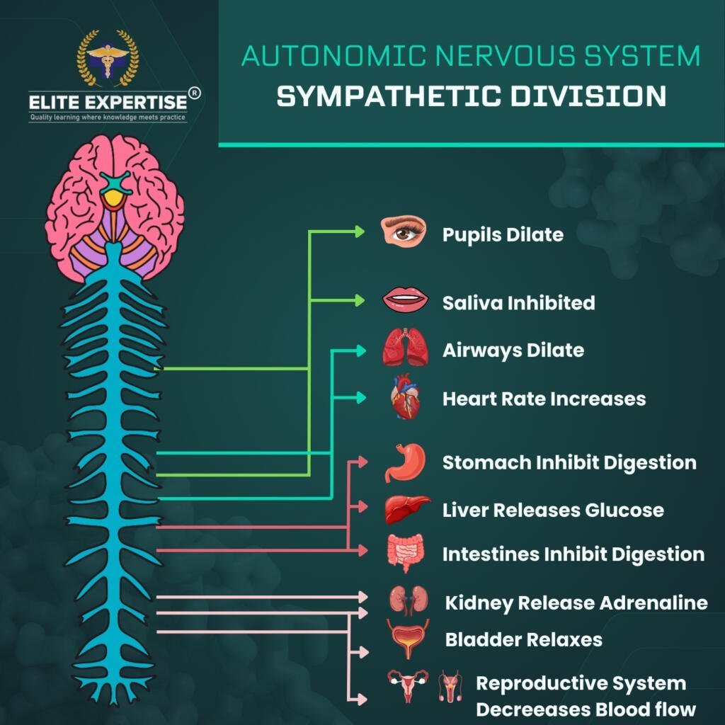 Autonomic nervous system, sympathetic division